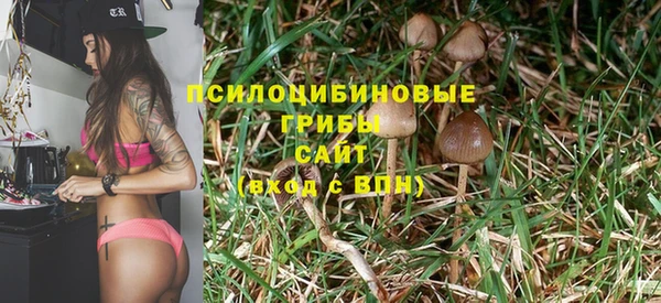 индика Гусев
